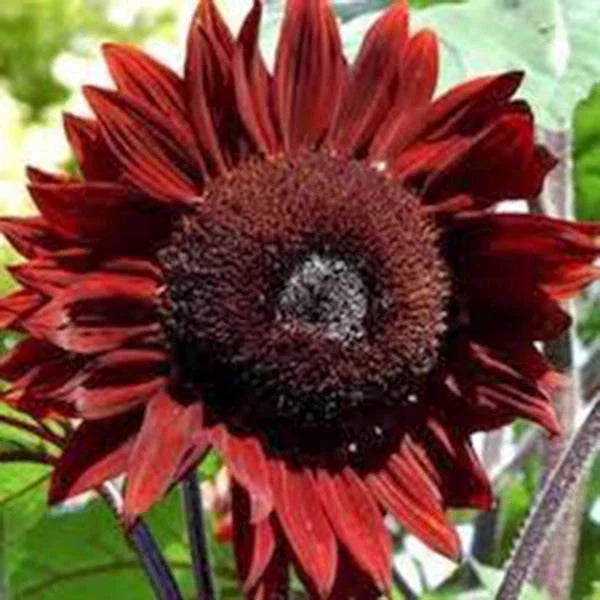 Red Sunflower Seeds, 500 Count - Bright Red Blooms, Helianthus annuus