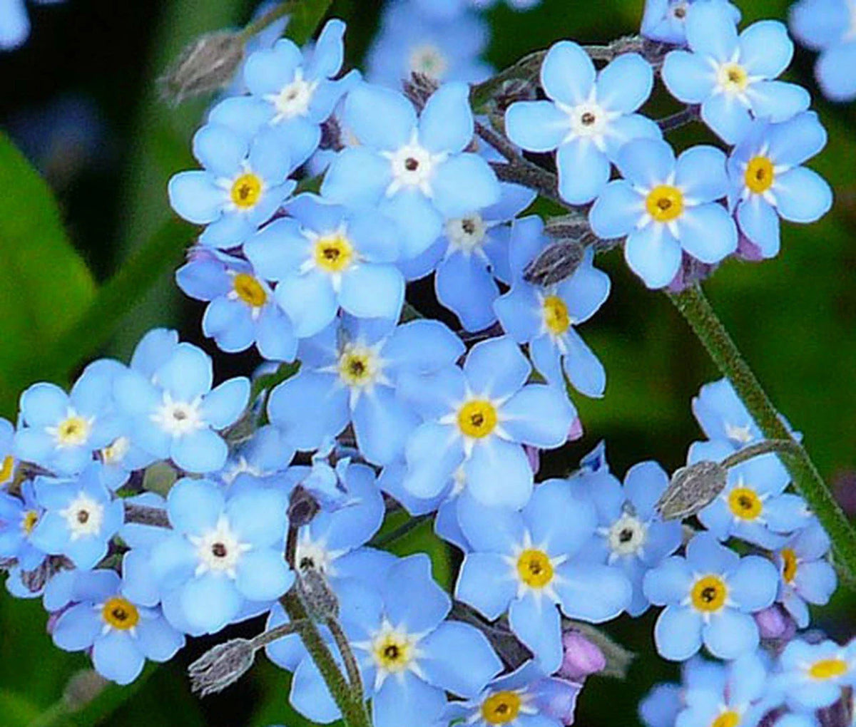 Forget Me Not Seeds - Woodland Wildflower - Blue Blooms - Myosotis spp. - 401+ Seeds for Spring/Summer Sun/Shade