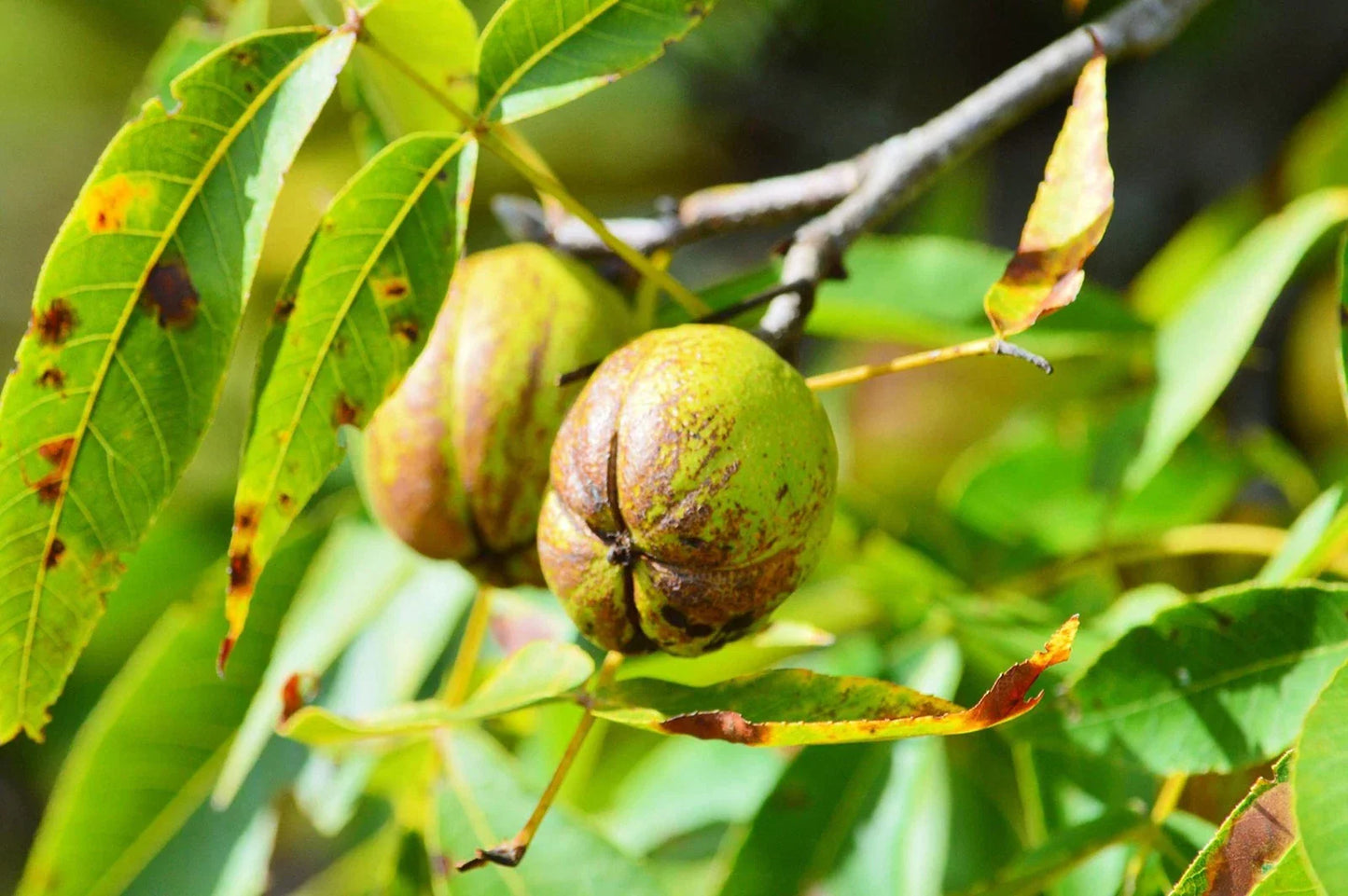 Shellbark Hickory Tree 1 Seed, King Nut Variety, Carya Laciniosa, Hardy Nut Tree for Planting