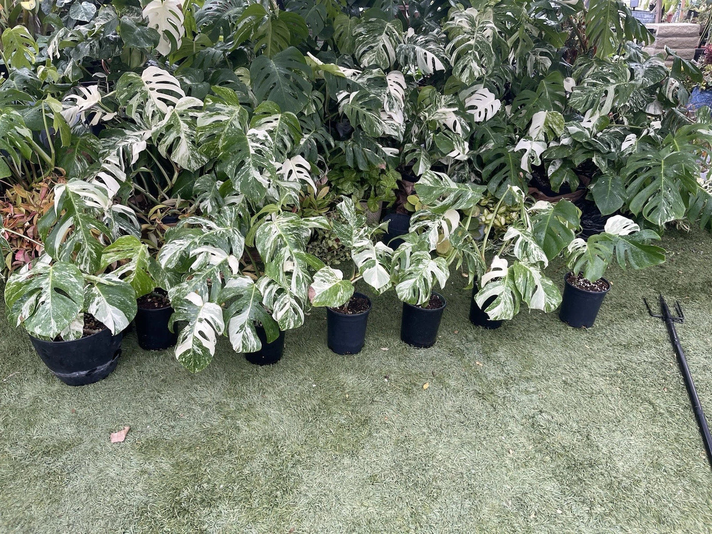 Monstera Albo Plant - Established 3 to 4 Leaves - Variegated Tropical Houseplant - Monstera Deliciosa Albo