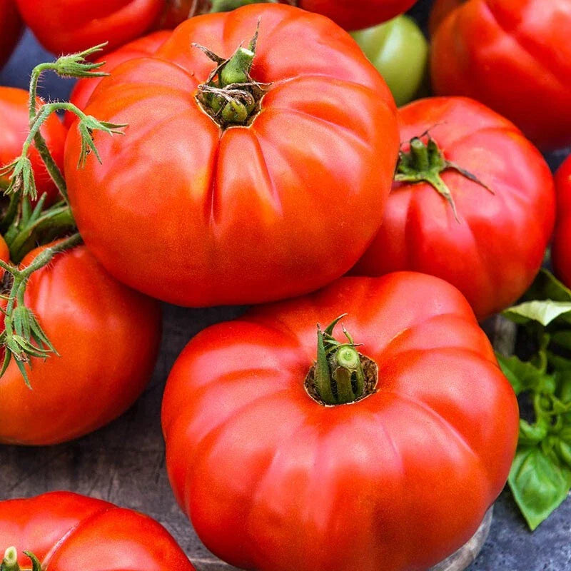 Jersey Tomato Seeds - 30+ Beefsteak - Heirloom, Organic, Non-GMO - Solanum lycopersicum