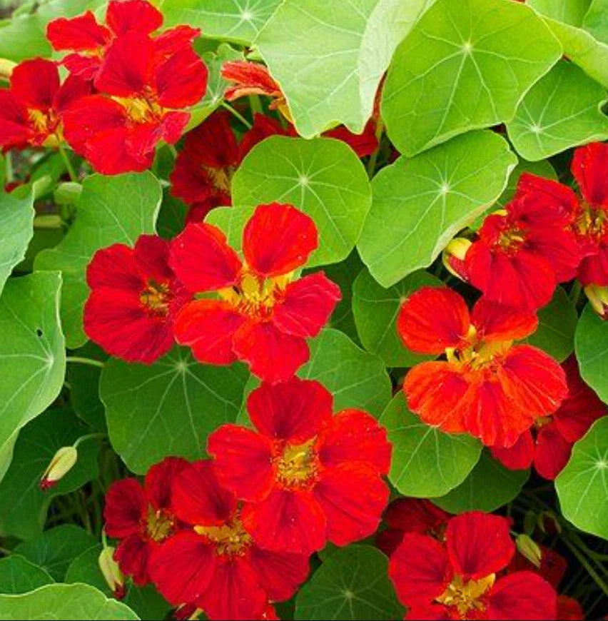 Nasturtium Seeds - Globe of Fire Red Scarlet - Edible, Fragrant, Non-GMO - 20 Seeds