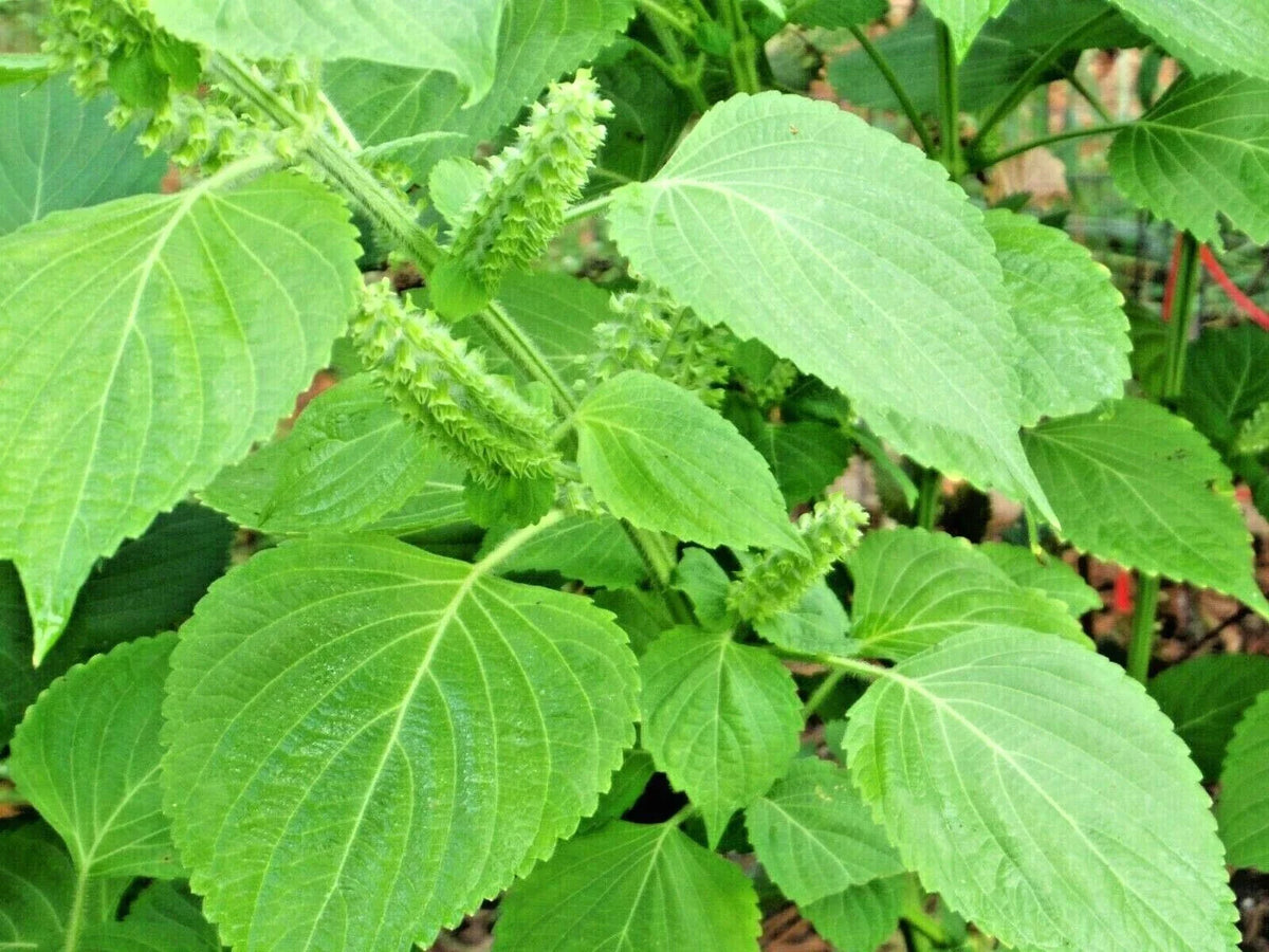 Green Shiso Seeds - 101+ Perilla Japanese Herb for Sushi & Soup - Beefsteak Plant