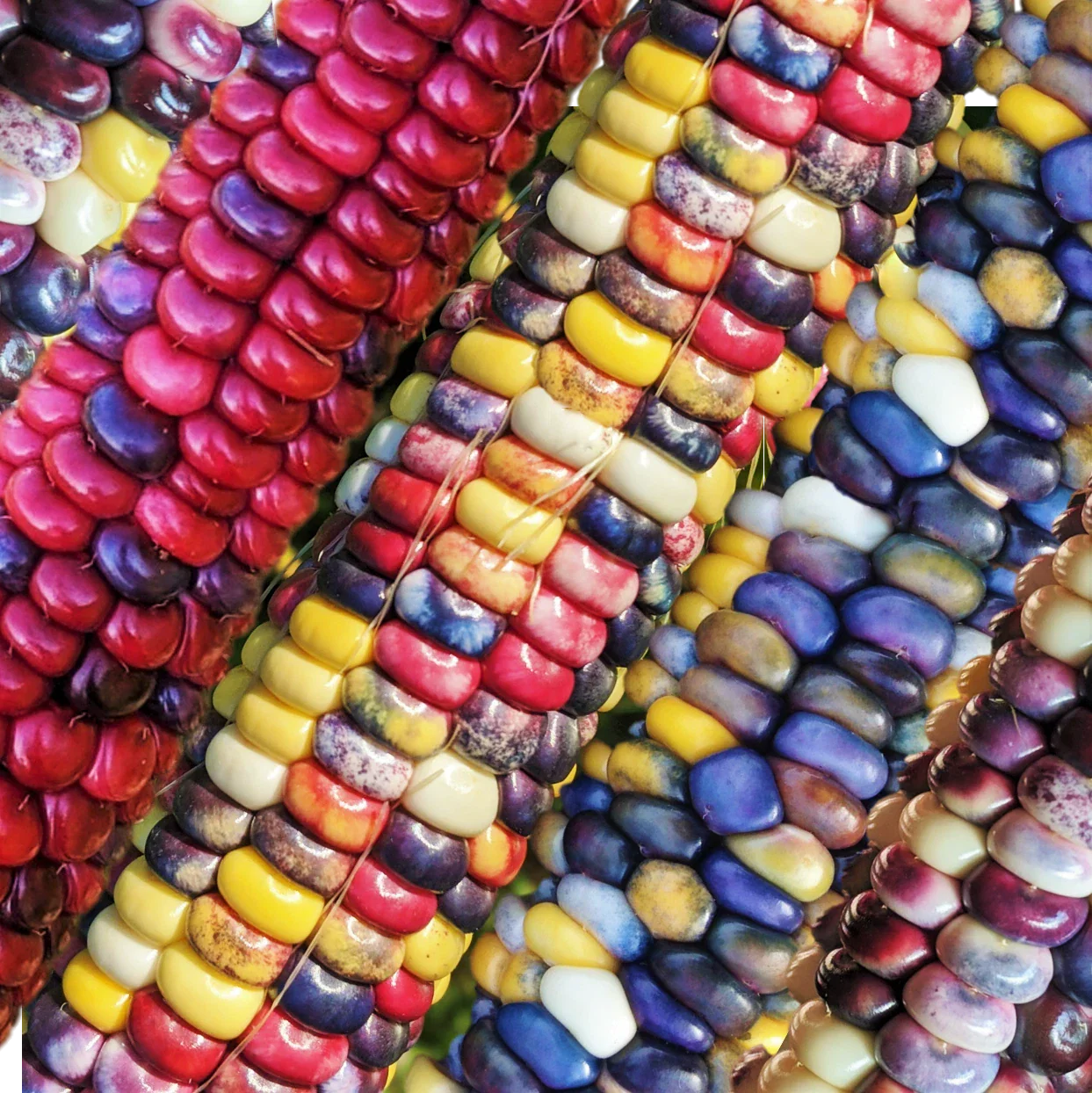 Painted Mountain Ornamental Corn Seeds - Organic Rainbow Indian Dent Seed - Heirloom Variety for Gardens (Zea mays)