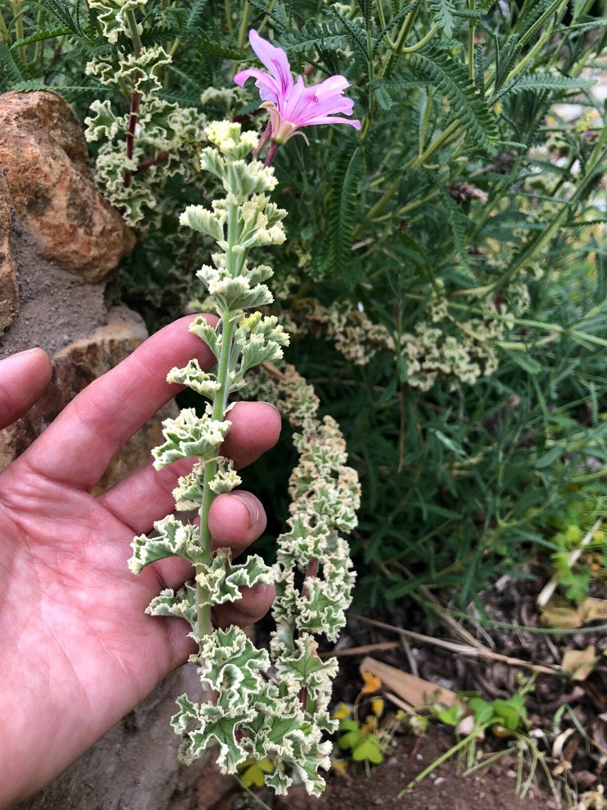 Rare Variegated Compact Pelargonium Geranium Live Plant Cuttings - 3" x 6" Fresh Greenery