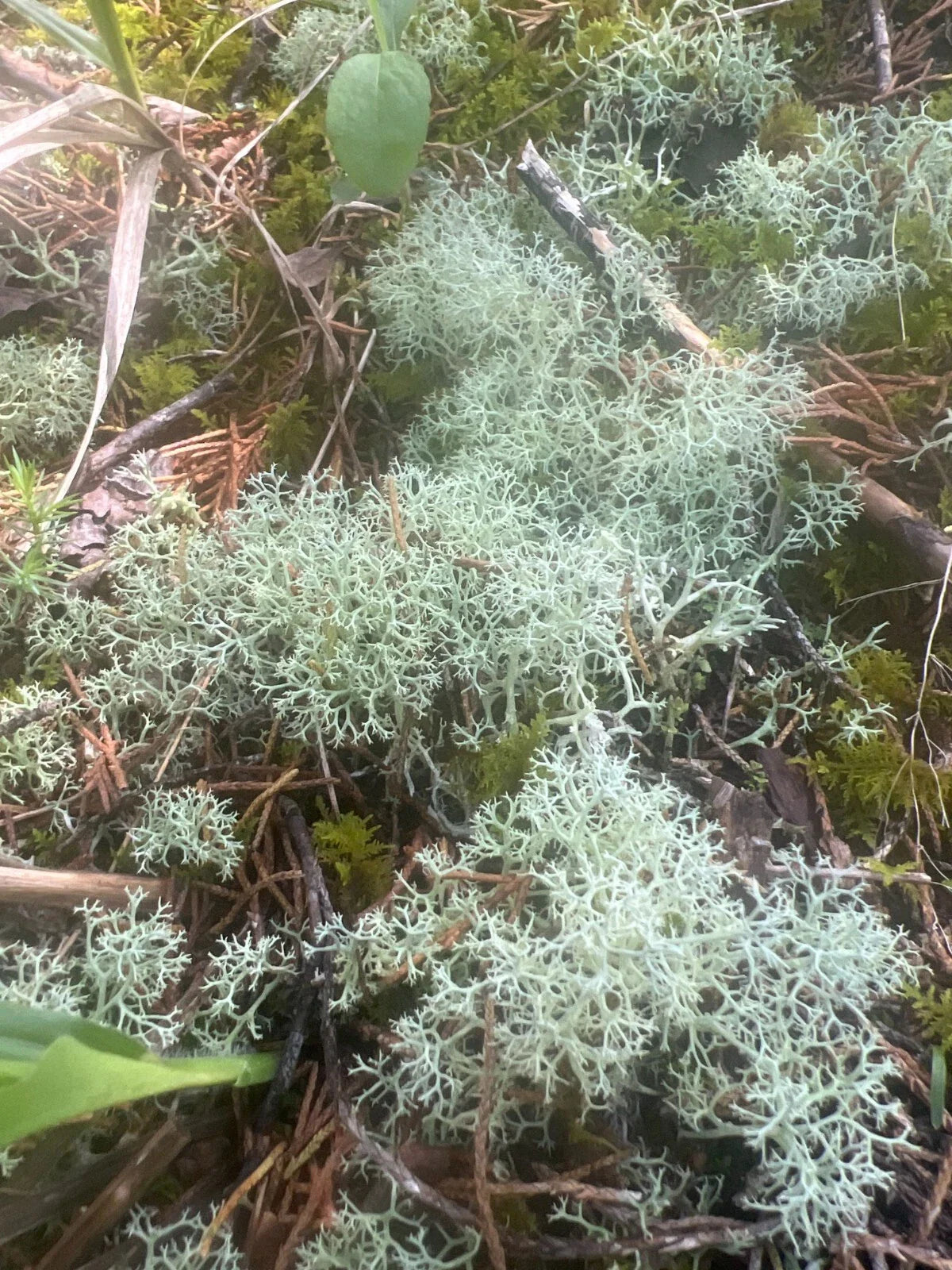 Dried Reindeer Moss Lichen - 100g - Green - Ideal for Terrariums, Fairy Gardens, Crafts & Decor (Cladonia rangiferina)