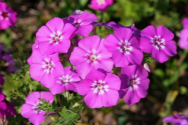 Drummondii Phlox Seeds - 100+ Pack for Garden Planting - Phlox drummondii - USA Grown, Non-GMO