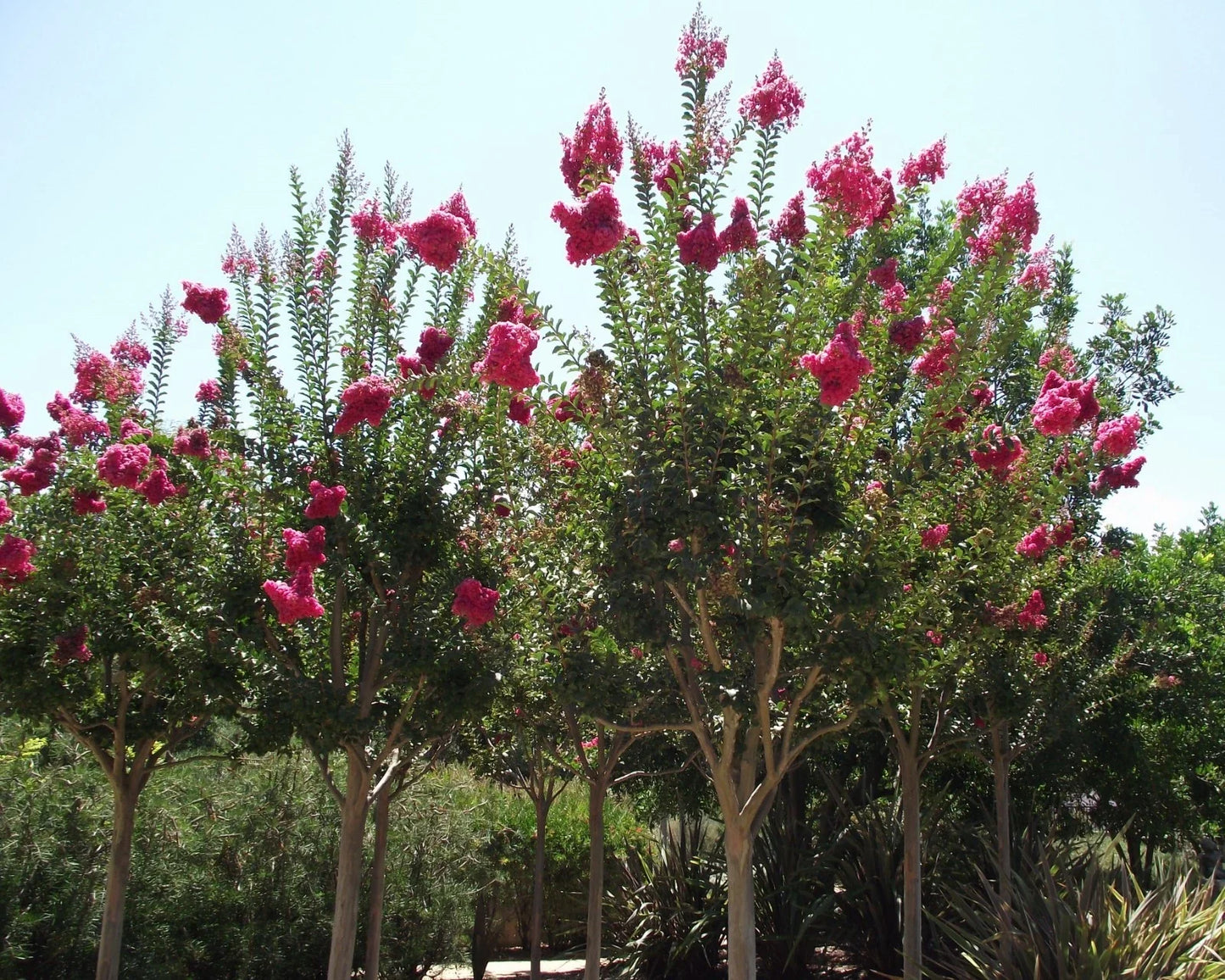Crape Myrtle Seeds - 50 Count - Lagerstroemia indica - Drought-Tolerant Flowering Tree Seeds for Garden or Landscape