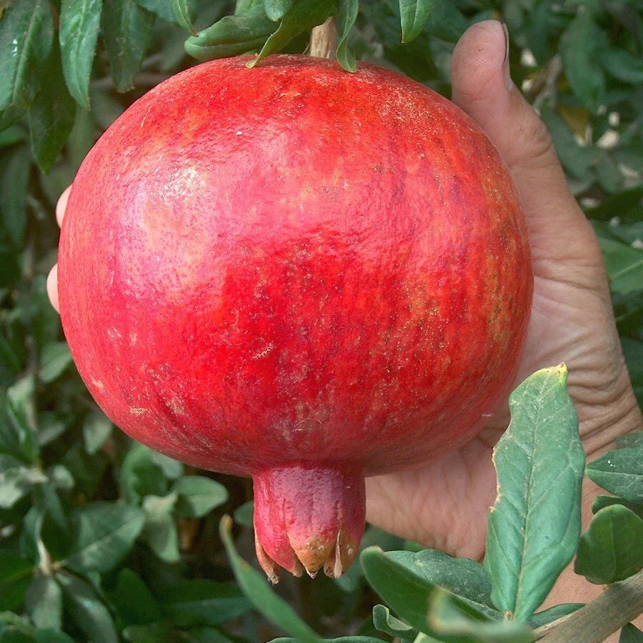 Pomegranate Tree Cuttings - Lot of 100 - Large Red Sweet - Punica granatum - Bulk Wholesale