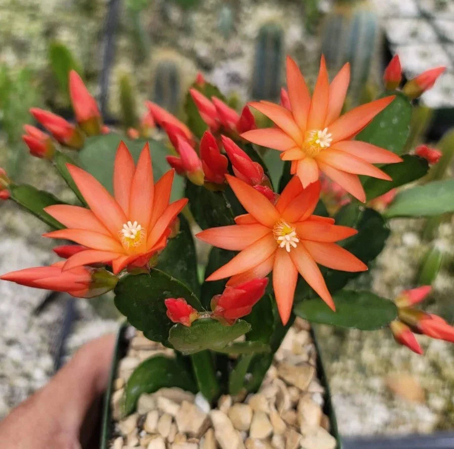 Orange Easter Cactus Live Plant - 3" Pot - 5-6" Tall - Spring Cactus - Schlumbergera gaertneri