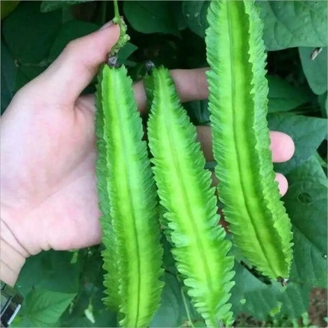 Wing Bean Seeds - 15 Count - Easy to Grow - Exotic Asian Variety - Psophocarpus tetragonolobus