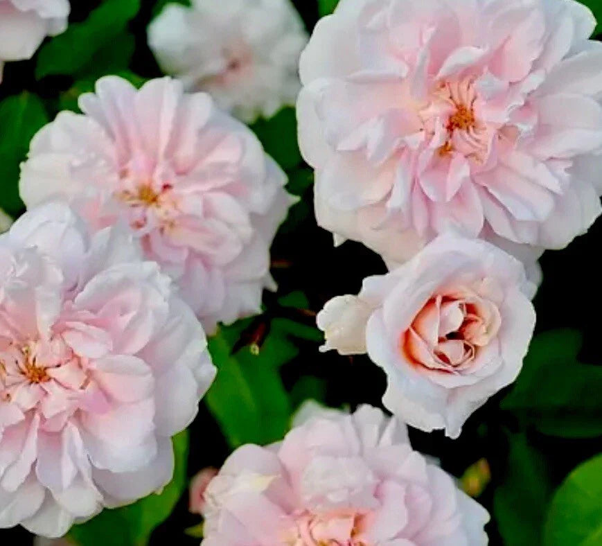 Heirloom Cecile Brunner Rose Cuttings 16 Premium Fragrant Plant Cuttings for Bushes (Rosa 'Cecile Brunner')