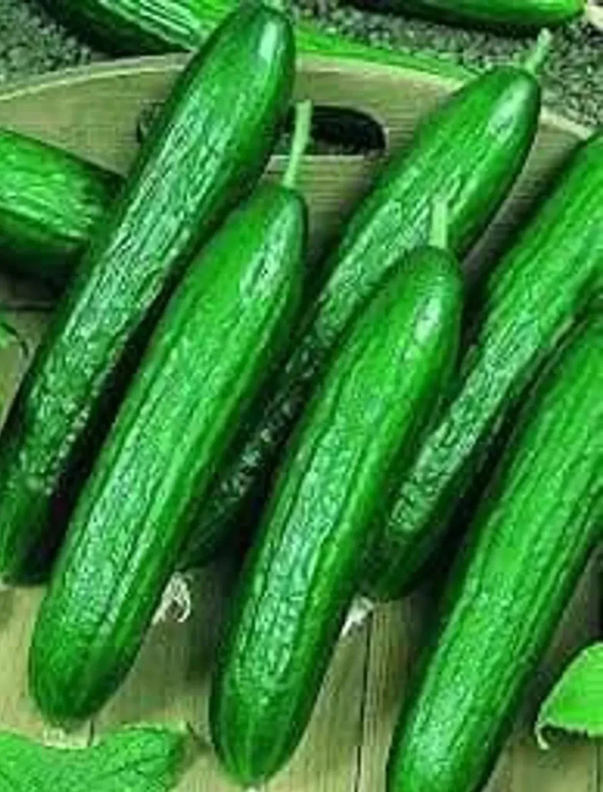 Beit Alpha Cucumber Seeds - 100+ Heirloom Organic Persian Lebanese Variety - Cucumis sativus