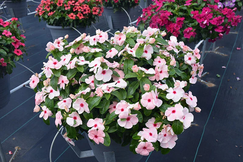 Vinca Titan Apricot Seeds - 100 Count - Catharanthus roseus - Non-California Shipping - Annual Flower Seeds