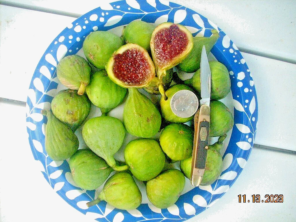 Fig Tree Cuttings - 6 Pieces - Vasilika Sika - Delicious White Fig - Cold Hardy