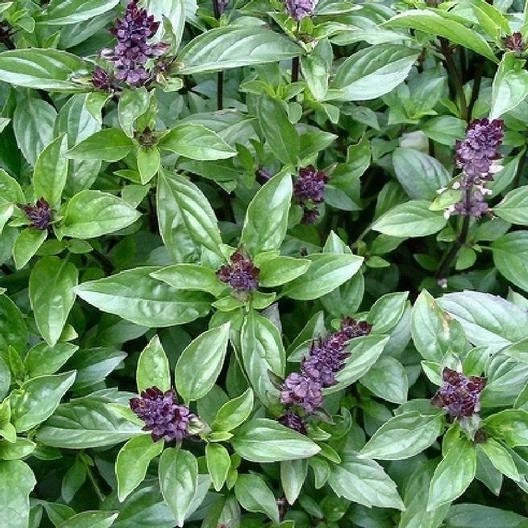 Cinnamon Basil Seeds - Non-GMO Herb Seeds - Ocimum basilicum - Shipped with Tracking