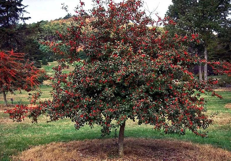Deciduous Holly Live Plant Set of 2 - 16+ Inches Ilex decidua - Bare Root - Red Berry Producing Tree for Zones 5-9