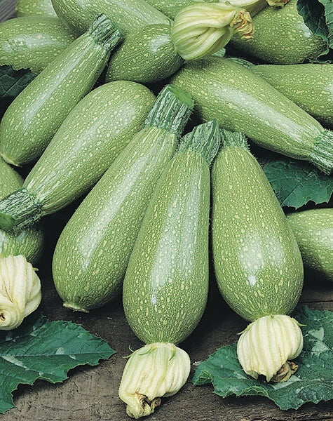 Grey Zucchini Summer Squash Seeds 15 Ct - Cucurbita pepo - Heirloom Vegetable Seeds - USA, Free Shipping
