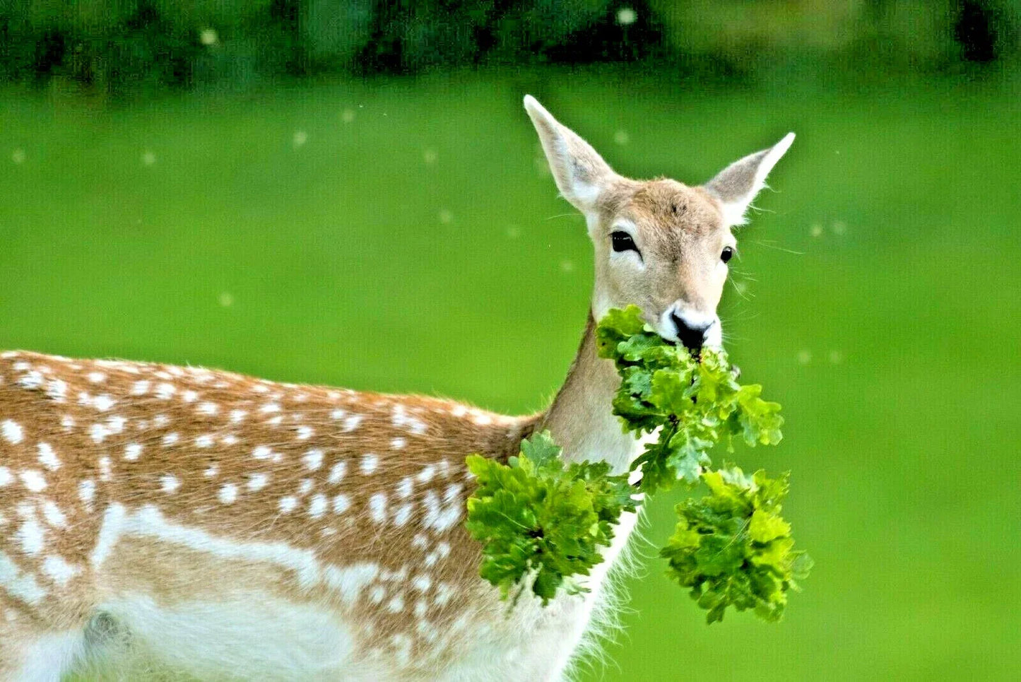 Deer Proof Wildflower Mix 1 OZ | 15 Varieties of Native Annuals & Perennials | Ideal for Pollinators & Native Gardens