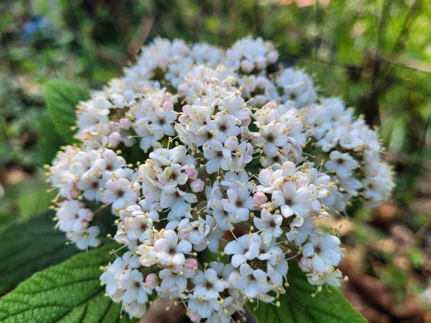 Viburnum Allegheny Cuttings - Hardy Flowering Bush - 6 Cuttings for Hedges - Viburnum x rhytidophyllum