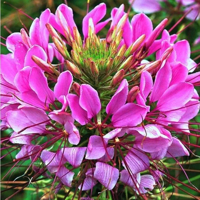 Mauve Queen Spider Seeds - 100 Count - Clome Spinosa Perennial - US Seller Flower Seeds for Garden