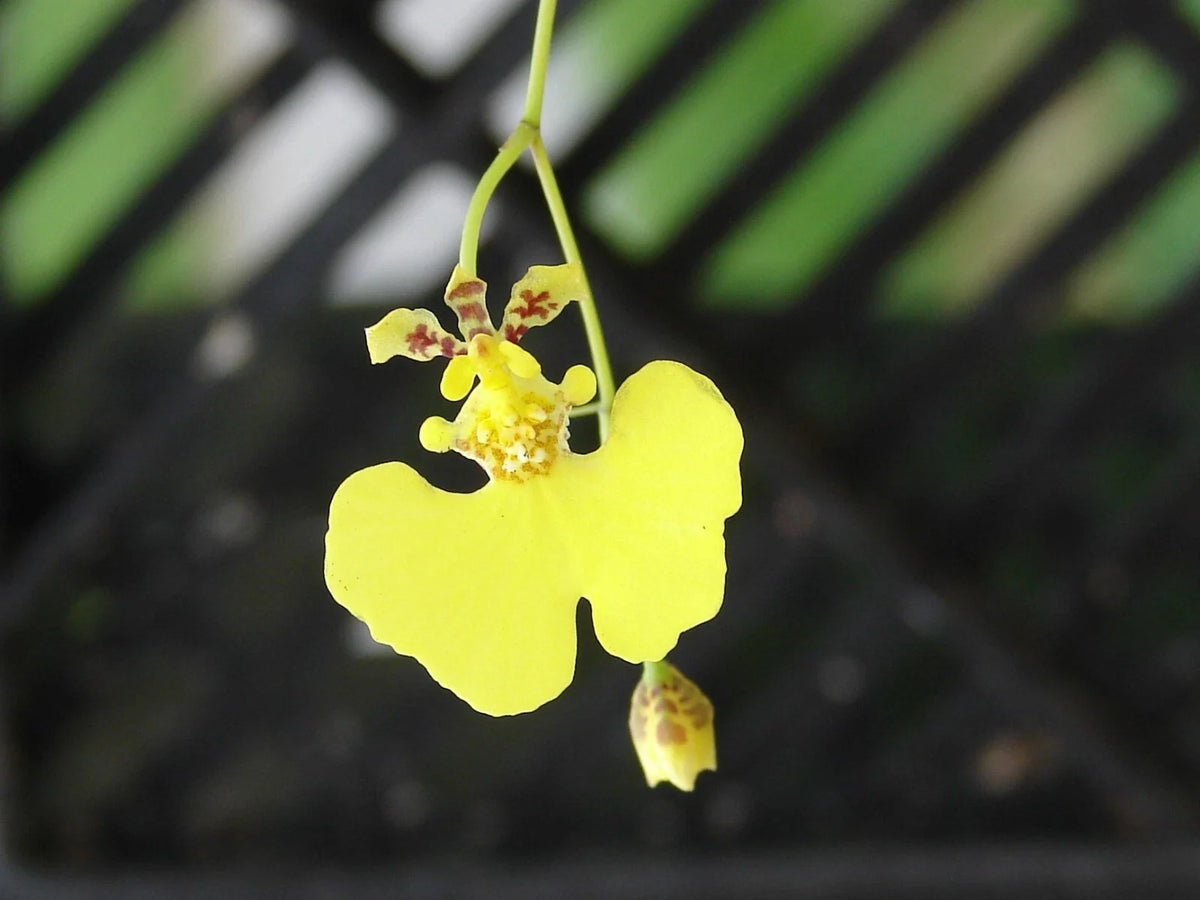 Oncidium prionochilum Bloom Size Bare Root Species - 15+ Plants for Orchids Collection, Orchid Care