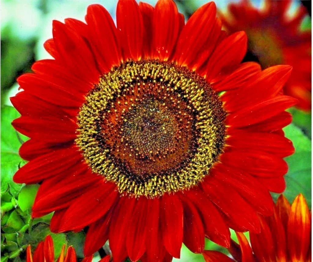 Red Sun Sunflower 50 Seeds - Branching Cut Flowers for Summer Garden, Native Plant, Easy to Grow