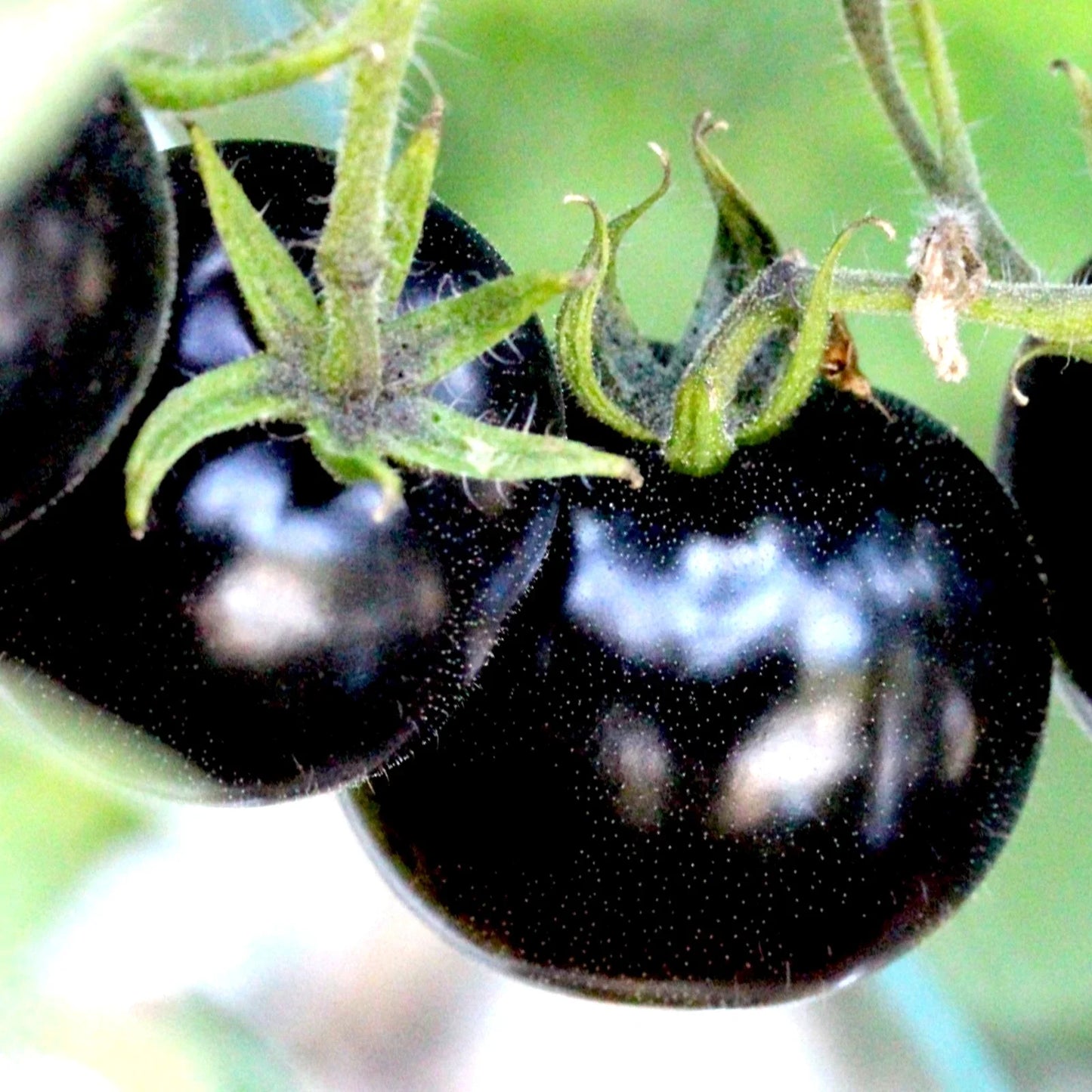 European Black Cherry Tomato Seeds - 75+ Heirloom, Non-GMO, Sweet & Tasty, Rare Variety - Perfect for Gardeners