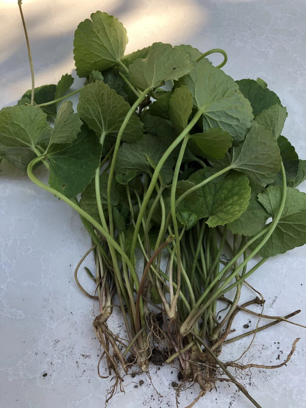 Pennywort Gotu Kola Bare Root Live Plant - 10pcs Hydrocotyle asiatica - Medicinal Herb for Gardening