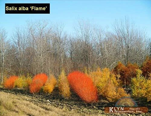 Two Flame Willow Trees - Vibrant Orange and Red Bark - Unique and Rare - Salix × fragilis