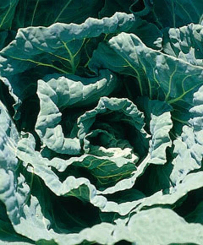 Collard Seed - Morris Heading Variety - Fresh Non-GMO Seeds for Planting - Brassica oleracea