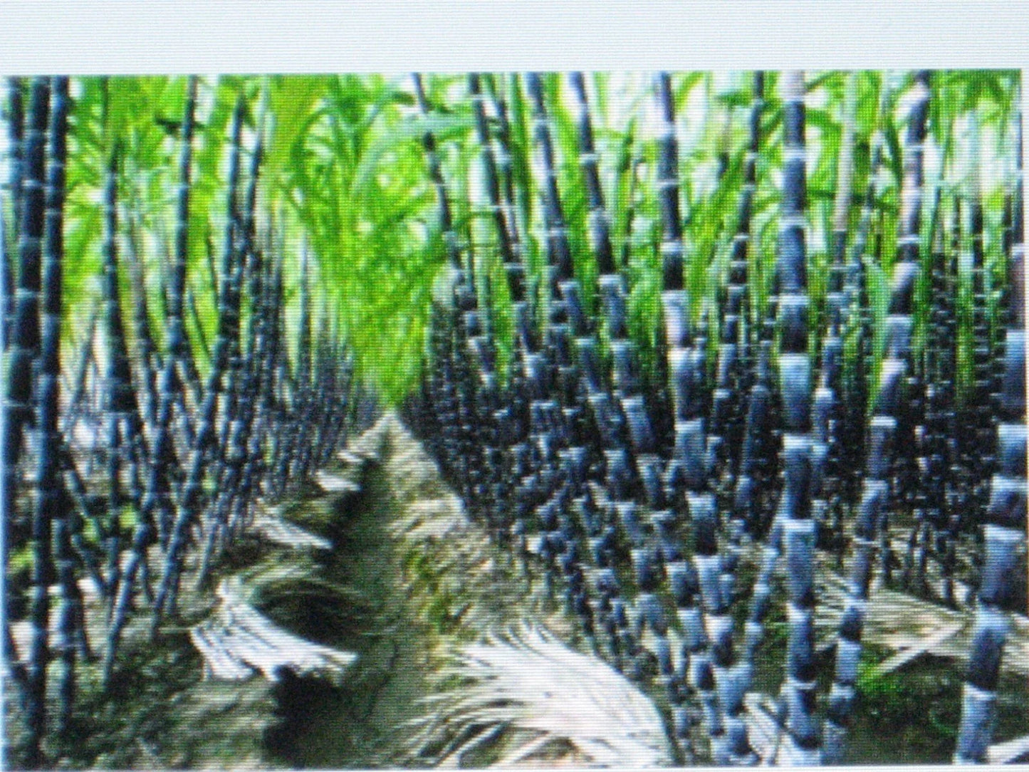 Sugar Cane Seeds - Rum Variety - Ideal for Syrup & Rock Candy - Saccharum officinarum