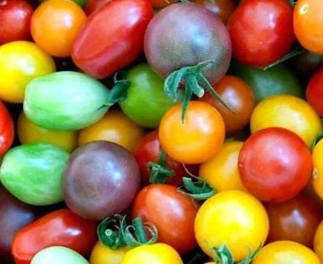 Rainbow Cherry Tomato Seeds - 30+ Heirloom Organic Non-GMO Variety - Perfect for Home Gardening and Sustainable Growing