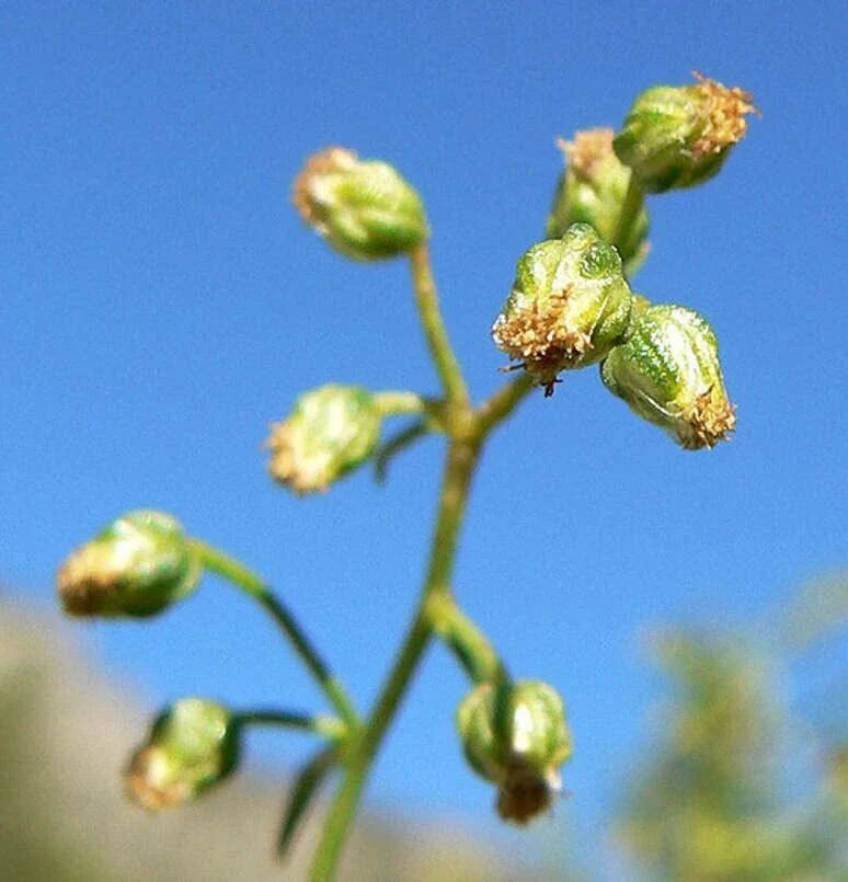 Tarragon Herb Seeds (50 Seeds) - Dragon Herb, Artemisia Dracunculus, Culinary Herb for Planting