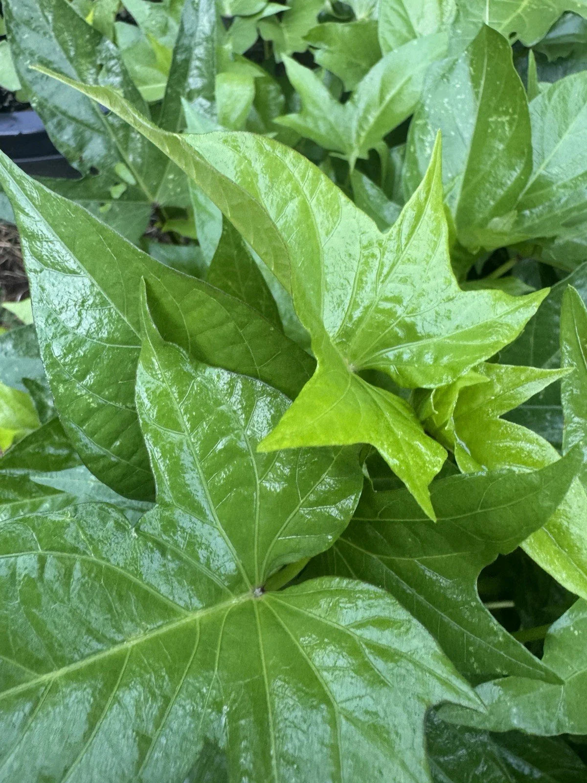 Covington Sweet Potato Slips - 5 Unrooted Cuttings - Ipomoea batatas - Organic Vegetable Garden Starter