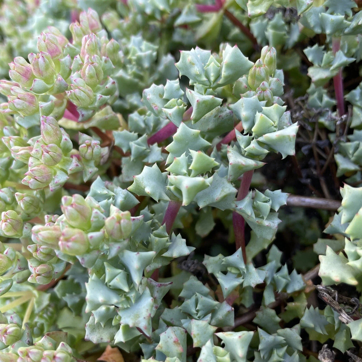 Oscularia deltoides Cuttings, 10 Pieces, Deltoid-Leaved Dew Plant, 4-6 Inches Each, Succulent Garden Starter