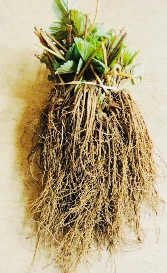 Everbearing Strawberry Bare Root Plants - Garden Outdoor Fruit - Fragaria x ananassa - Select Packs