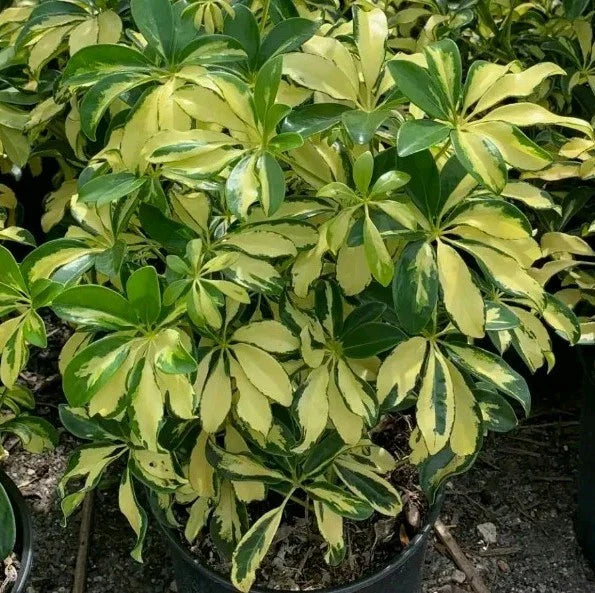 Variegated Schefflera Plant Cuttings | Tropical Indoor Houseplant | Bright Green & Cream Leaves | Schefflera arboricola