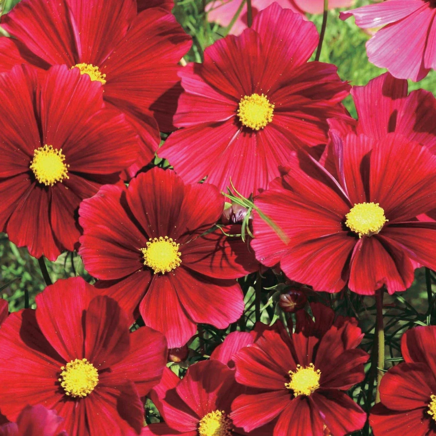 Dazzler Cosmos Seeds - 200+ Pack for Garden Planting - Colorful Annual Flowers - Cosmos bipinnatus
