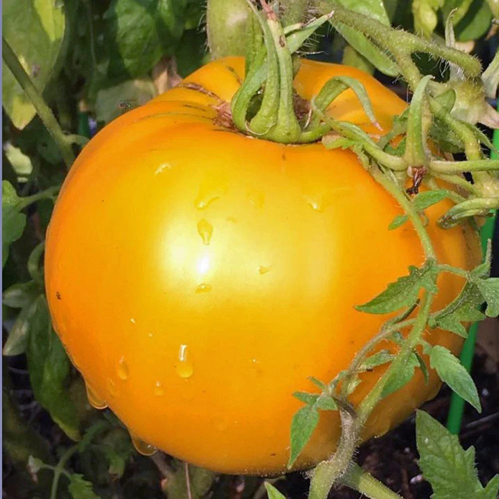 Golden Jubilee Heirloom Tomato Starter Plants, Set of 2, 4-6 Inches, Lycopersicon lycopersicum, Freshly Dug