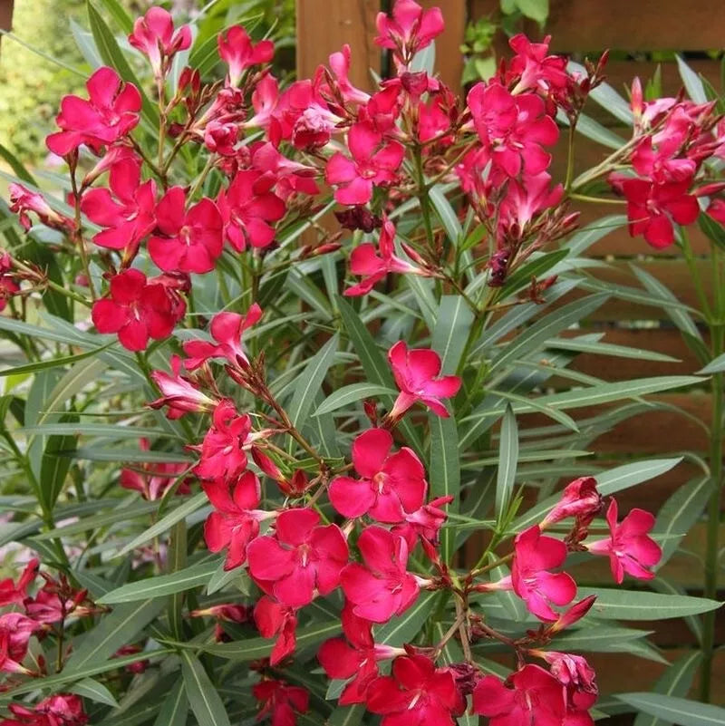 Oleander Seeds 50 Count Scarlet Red Nerium oleander Fresh Seeds for 2025