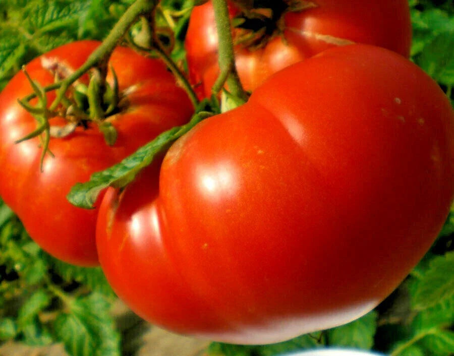 Mortgage Lifter Tomato Seeds - Organic Heirloom Vegetable - 50+ Seeds - Perfect for Containers - Solanum lycopersicum