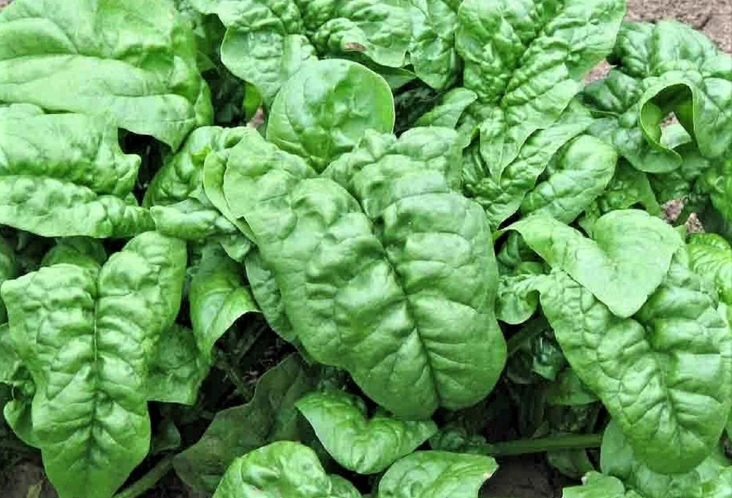 Noble Giant Spinach Seeds - 100+ NON-GMO Seeds for Home Gardening - Spinacia oleracea