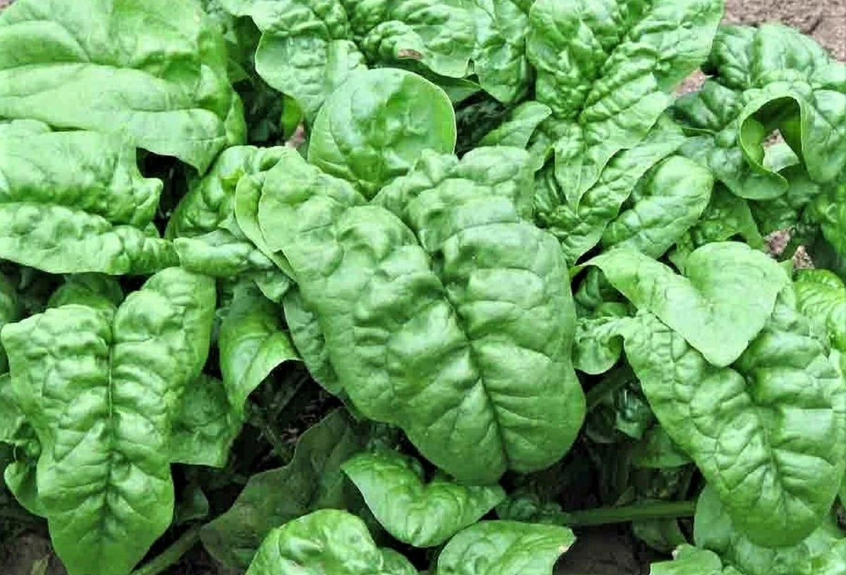 Noble Giant Spinach Seeds - 100+ NON-GMO Seeds for Home Gardening - Spinacia oleracea