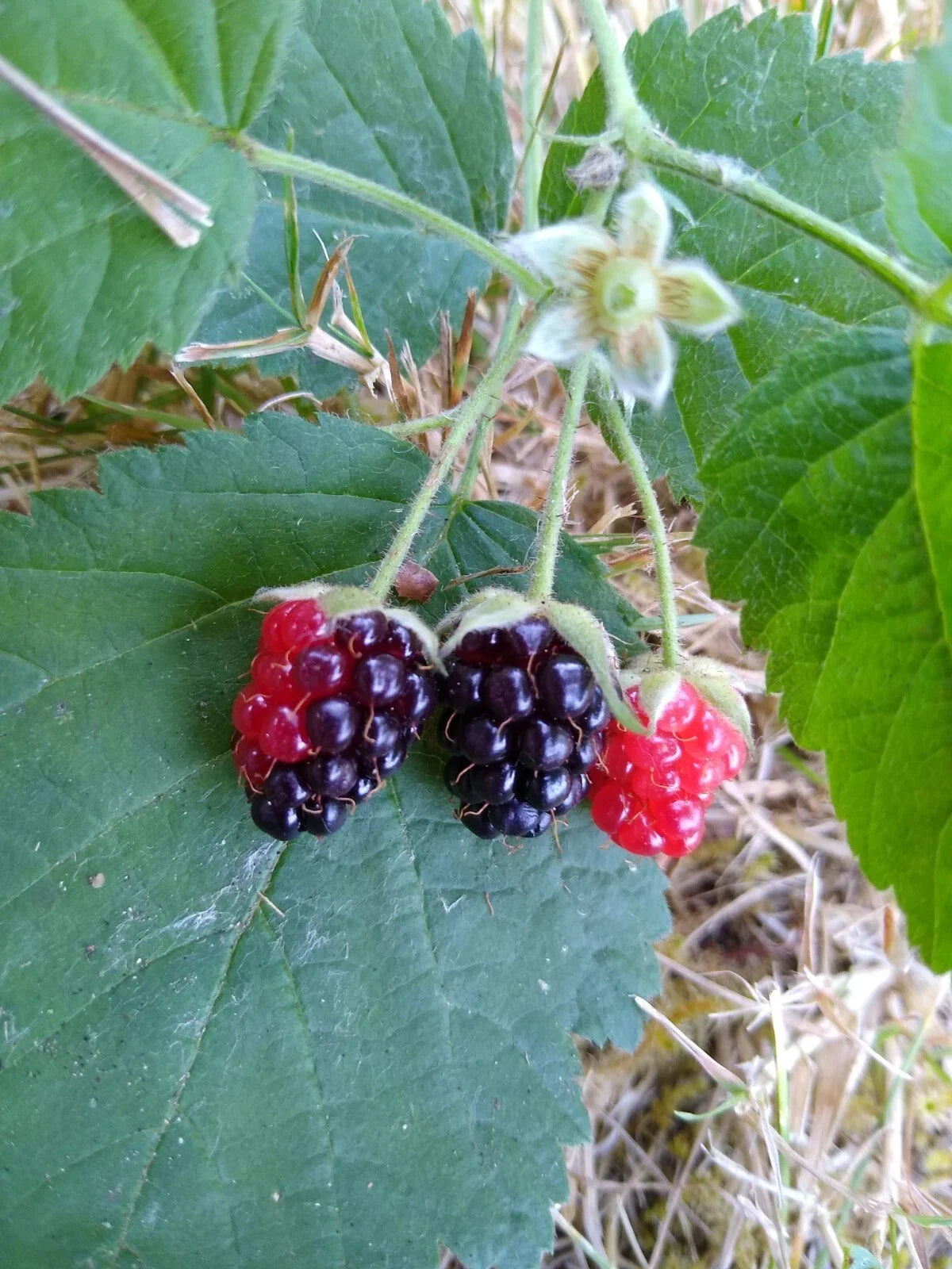 California Blackberry Plants x3 - Live Bare Root Organic Vitamin C Boosting Fruit - Rubus ursinus