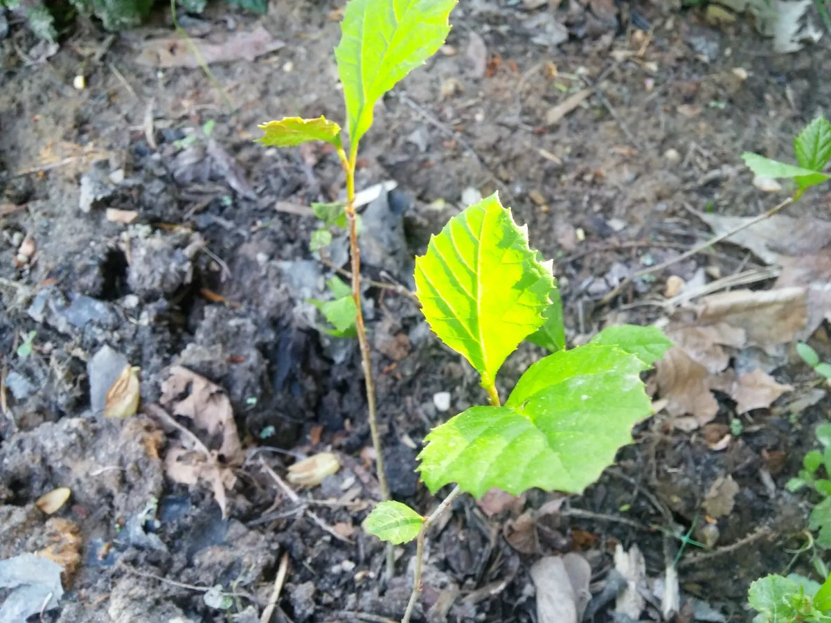 American Sycamore Seeds 1/2 lb Platanus occidentalis Buttonwood Tree