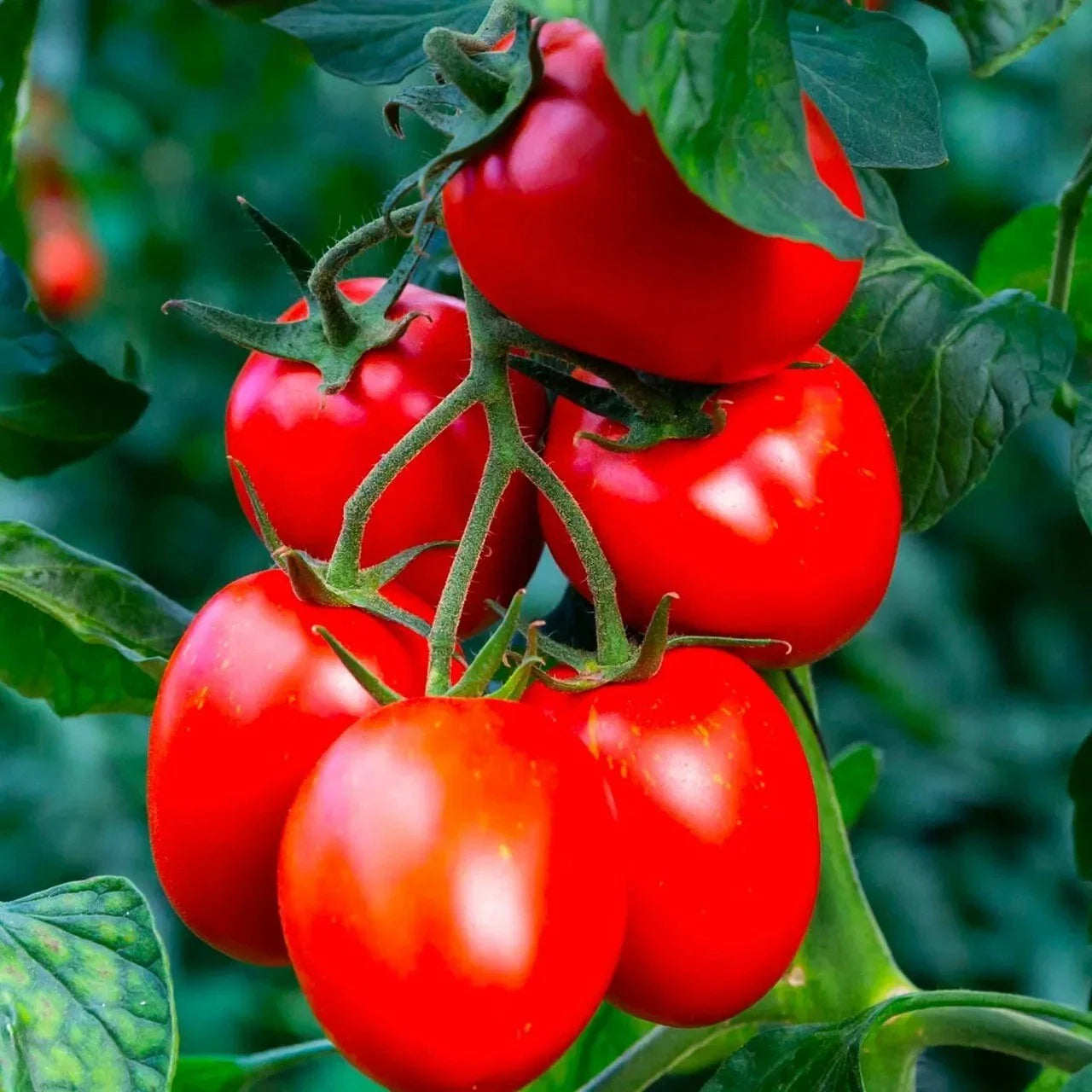 Rio Grande Tomato Seeds - Organic Heirloom - Non-GMO - 30+ Fresh Seeds - Perfect for Home Gardening