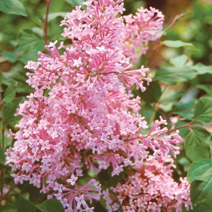 Coral Lilac Seeds - 25 Perennial Flower Seeds, Fragrant Blooms, Syringa vulgaris, US Seller