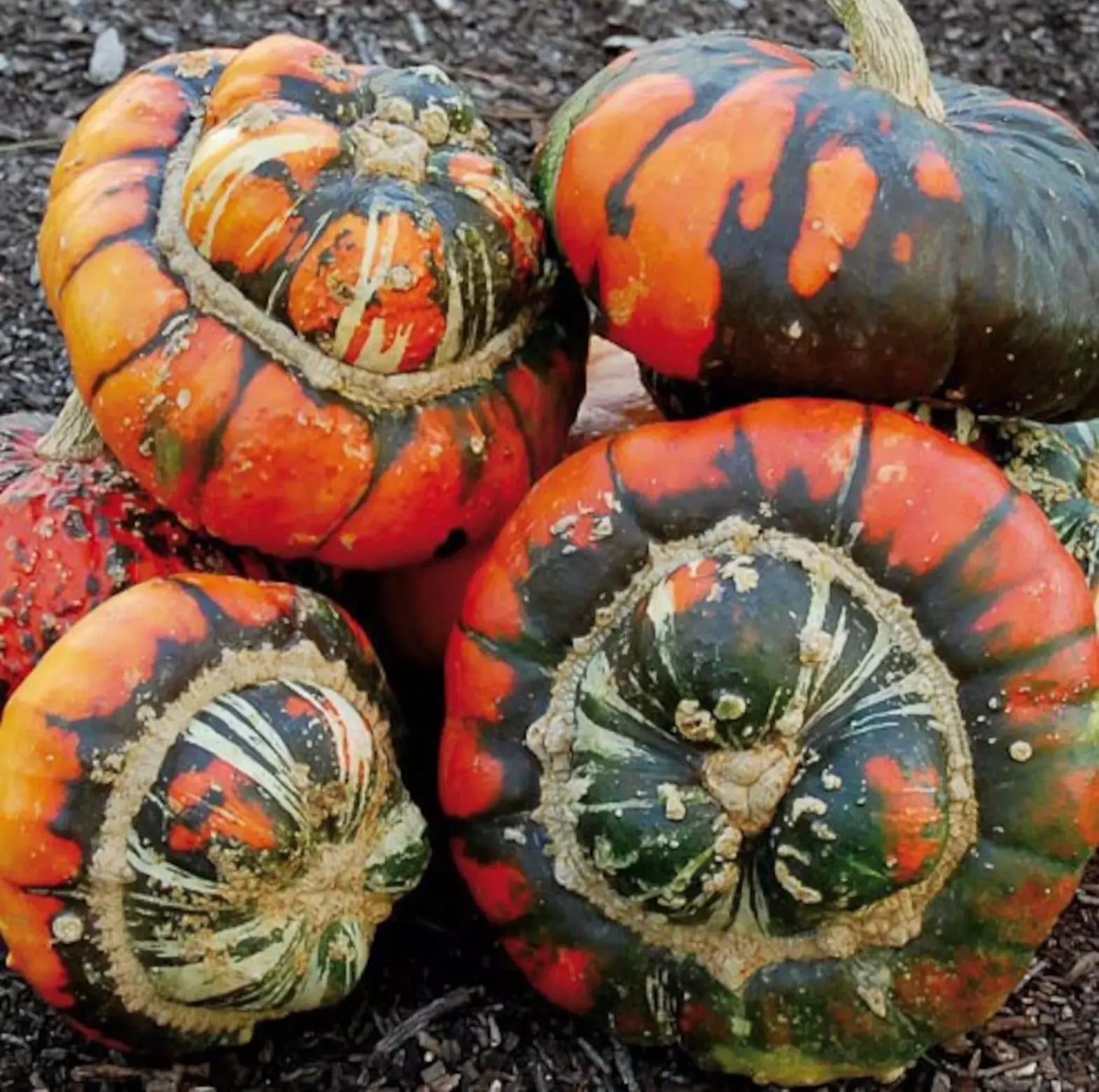 Turk's Turban Pumpkin Gourd Seeds - 10 Heirloom Organic Non-GMO Seeds - Rare Variety
