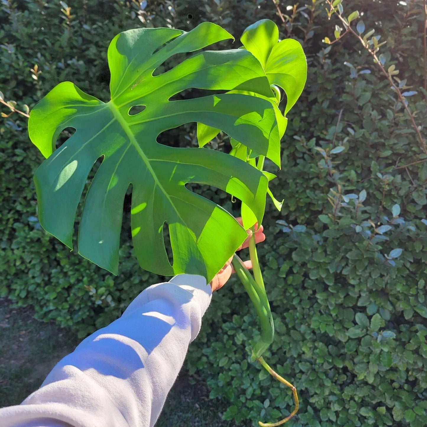 Large Monstera Deliciosa Rooted Cutting, Tropical Swiss Cheese Plant, Live Indoor Houseplant - Monstera deliciosa